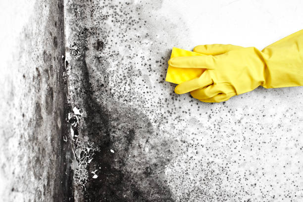 Best Residential Mold Inspection & Testing  in Lakewood, NY