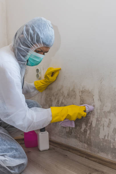 Best Mold-Related Health Consultation  in Lakewood, NY