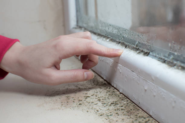 Best HVAC Mold Inspection and Cleaning  in Lakewood, NY